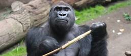 Pongoland Gorilla